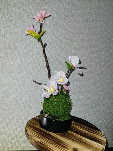 苔玉桜