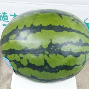 熊本 大玉スイカ【送料無料】植木☆熊本ハウススイカ優品規格Mサイズ約5kg～栽培時のキズはありますの画像1