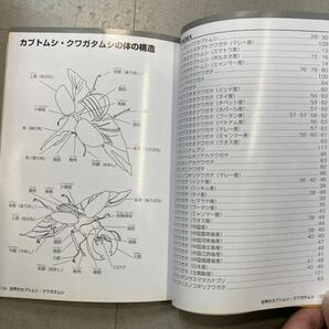 新品 世界のカブトムシ クワガタムシ 書物 1冊 (検索 虫 カブト クワガタ カナブン 昆虫 幼虫 図鑑 雑誌 昆虫雑誌 ヘラクレス コクワ )の画像4