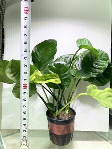  Anubias bar Terry link ru leaf 1POT water plants .. water plants ( search Corydoras plant ro cod tropical fish aquarium ADA shrimp bsefa Land la