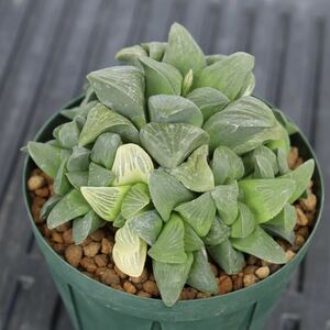 群生　ハオルチア　ムチカ錦 Haworthia mutica f.variegata　斑入り　子付き　多肉植物