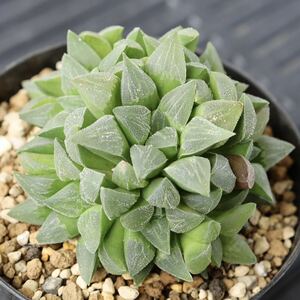 群生株　ハオルチア　アスペルラ　Haworthia asperula　子付き　多肉植物　3.5号鉢