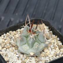 実生　テロカクタス　鶴巣丸　Thelocactus nidulans 2019年の実生苗　サボテン　プレステラ90型鉢_画像5