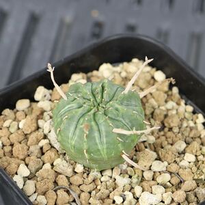 ユーフォルビア　バリダ　 Euphorbia meloformis ssp.valida 雌株　メス　サボテン　プレステラ90鉢