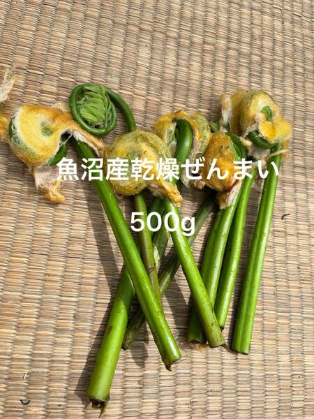 魚沼産ぜんまい500g 山菜