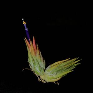 Tillandsia ionantha 'Haselnuss' (Koehres) ティランジア イオナンタ 'ヘーゼルナッツ' チランジア エアープランツの画像4