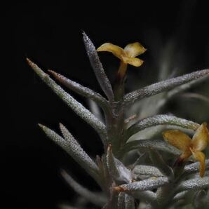 ③産地つき種子！Tillandsia capillaris (virescens?)ティランジア カピラリス チランジアCamiri〜Villa Montez, Bolivia, On tree #2の画像2