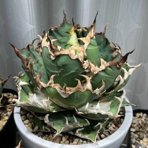  agave chitanotasi- The -... stock ( search ) table reverse side ... large white . Akuma-kun white .cj Special.. dragon . star flax flower dragon star empty 