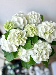  hydrangea shuga- white 2 stock 