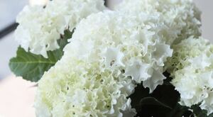  hydrangea white way bs2 stock 