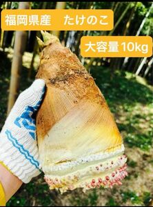 福岡県産　朝採りたけのこ（10kg）4/12（金）の朝掘りに行き、当日発送いたします。事前購入受付中です。説明文を必ずお読み下さい