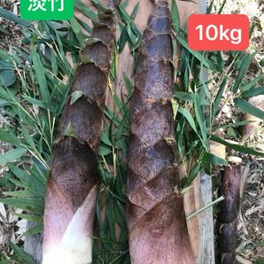 アクが少なくて美味しい！　福岡県産　淡竹　（10kg ）完全無農薬。当日発送。説明文を必ずお読みください。