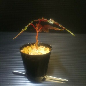 【子株】ベゴニア セラティペタラ Begonia serratipetala 熱帯植物 原種ベゴニアの画像5