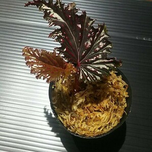 【子株】ベゴニア セラティペタラ Begonia serratipetala 熱帯植物 原種ベゴニアの画像2