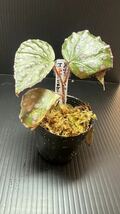 Begonia sp.Muara wahan ベゴニア東カリマンタン_画像1