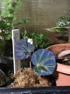  begonia sp Sara wak blue series free shipping no. four kind mail . obi plant ultra blue 