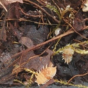 ■匿名配送■スピノサス 100匹 ダンゴムシ spinosusの画像2