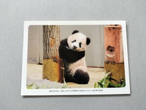 シャンシャン ポストカード 毎日パンダ上野動物園 2017.11.6
