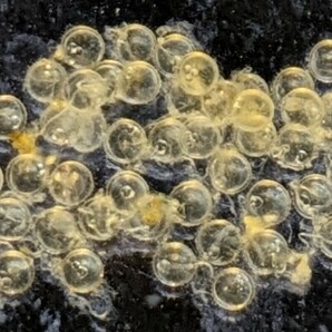夜桜ゴールド(強ラメ) メダカの卵 30個＋αの画像1