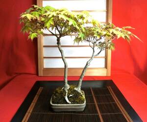 * shohin bonsai mountain . leaf (.. maple ).. period thing height of tree 24~25.. leaf from green leaf . that 2