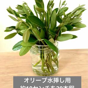 オリーブ切り枝切り穂 観葉植物