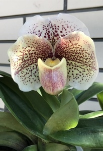 Paph. Lady Luck ‘Change Up’ SM/JOGA、パフィオ