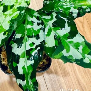 Aglaonema pictum tricolor アグラオネマ アンダマン諸島 ポートブレア北部地域産 出射便 ID便の画像5