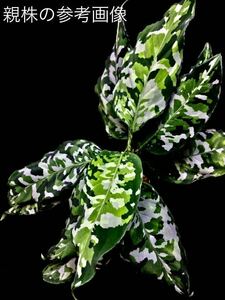 Aglaonema pictum tricolor アグラオネマ　アンダマン諸島 ポートブレア北部地域産　出射便　ID便