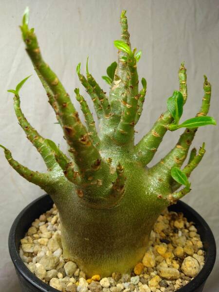 送料込【ブラックドワーフ多頭】BLACKアデニウムドワーフ セラアート4号ロングごと発送 adenium dwarf arabicum black skin　B128