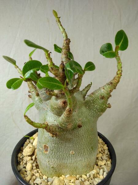 送料込【ドワーフ多頭太め23cm】アデニウム ドワーフ adenium dwarf arabicum セラアート4号ロングごと発送 181