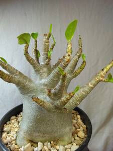 送料込【ドワーフ多頭太め22cm】アデニウム ドワーフ adenium dwarf arabicum セラアート4号ロングごと発送 187