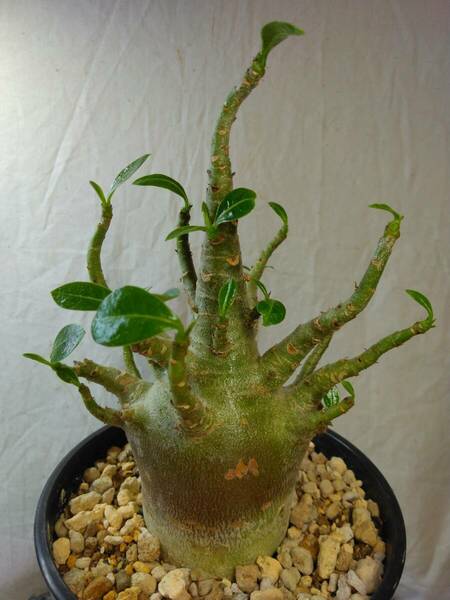 送料込【ブラックドワーフ多頭】BLACKアデニウムドワーフ セラアート4号ロングごと発送 adenium dwarf arabicum black skin　B133