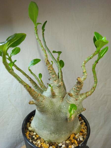 送料込【ドワーフ多頭極太24cm】アデニウム ドワーフ adenium dwarf arabicum セラアート4号ロングごと発送 184