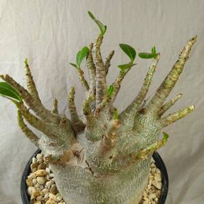 送料込【ドワーフ多頭極太24cm】アデニウム ドワーフ adenium dwarf arabicum セラアート4号ロングごと発送 175の画像1