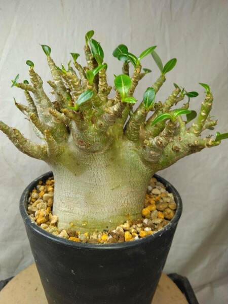 送料込【ドワーフ多頭太め22cm】アデニウム ドワーフ adenium dwarf arabicum セラアート4号ロングごと発送 193