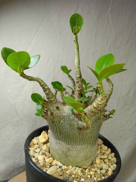 送料込【ドワーフ多頭20cm】アデニウム ドワーフ adenium dwarf arabicum セラアート4号ロングごと発送 194