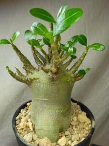 送料込【ドワーフ多頭22cm】アデニウム ドワーフ adenium dwarf arabicum セラアート4号ロングごと発送 173