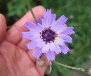 ∮ カタナンケ ブルー 耐寒 宿根草 ドライフラワー ルリニガナ ニガナ 草花 地植え 庭植え 鉢植え ガーデニング　