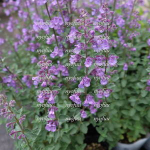 ∮ 花色の濃い 濃青 キャットミント ウォーカーズロー ワーカーズロー ネペタ　耐寒 宿根草 草花 地植え 鉢植え 庭植え ガーデニング　