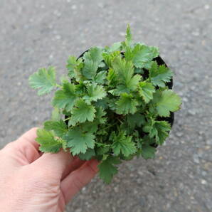 ∮ ゲウム フレームオブパッション ダイコンソウ ダイコン草 耐寒 宿根草 草花 地植え 鉢植え ガーデニング の画像10