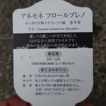 ∮ 今や希少 完全八重咲き 深紅 の アネモネ コロナリア フロールプレノ 3.5号苗　耐寒 宿根草 山野草 地植え 鉢植え ガーデニング_画像9