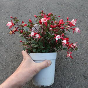 ∮ 発色の良い品種 フクシア ルージュブラン ホクシャ 4号 草花 鉢植え 寄せ植え 花壇 ガーデニング　　