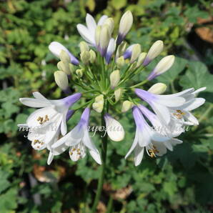 ∮ ストライプ咲き 二色咲き アガパンサス クイーンマム 白 青 グラデーション 切り花 草花 庭植え 地植え 鉢植え ガーデニングの画像3