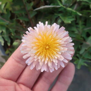 ∮ 花芽あり グラデーション咲き 桃花 洋種 タンポポ 緋紅 ヒベニ 蒲公英 たんぽぽ 変わり咲き 耐寒 宿根草 地植え 鉢植え ガーデニング の画像1