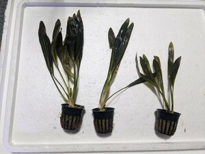  Echinodorus рубин n подводный лист 1POT( кольцо )