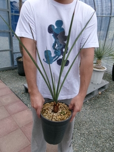 EDG prompt decision!Yucca Torreyi yucca *to- Lee 