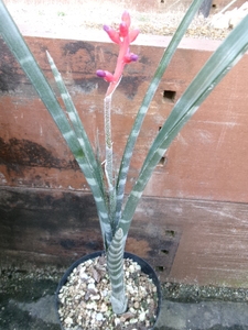 EDG bromeliad prompt decision!ne Ogura ji Obi a Varie rattling (NEOGLAZIOVIA VARIEGATA)