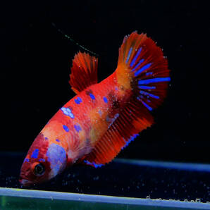 【PoPo Betta】ベタ  K13 PK ニモ鯉 ♀ タイ直輸入 ★説明文ご確認ください12/28 の画像6