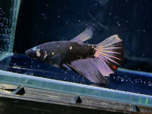 [PoPo Betta] betta A8 HM avatar copper Gold * Indonesia direct import * explanatory note please verify 12/28