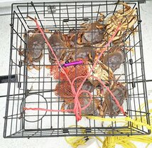 2 - Pack of KufaビニールコーティングCrab Trap &アクセサリキット( 100 ' Lead corerope、切り、ハーネス、餌ケース& 14_画像4